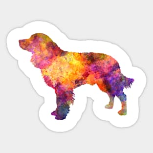 American Water Spaniel  in watercolor Sticker